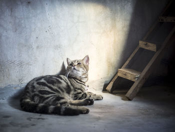 Portrait of cat lying down