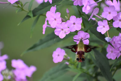 Close-up of bee pollinating on purple flower