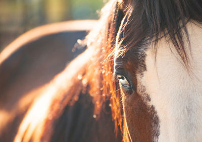 Close up of brown and white american paint purebred horse with bright blue eyes.