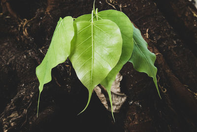 High angle view of fresh green leaves on land