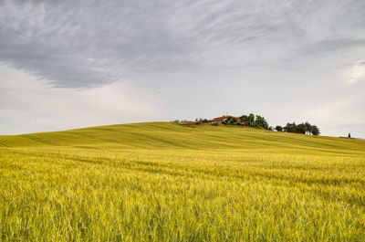 Scenic view of agricultural field against sky