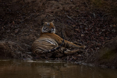 Tiger in lake