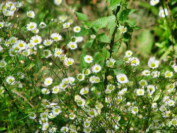 Close-up of flowering plant against bright sun