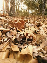 Fallen leaves on tree trunk in forest