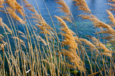 Close-up of grass growing against blue sky