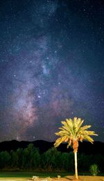 Low angle view of trees against sky at night