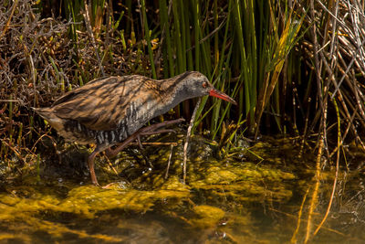 Side view of a bird in water