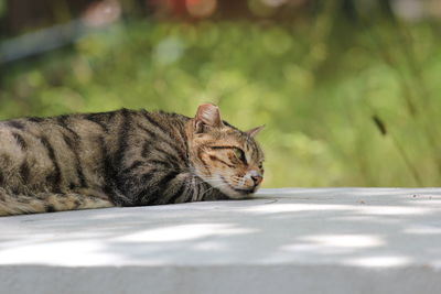Close-up of cat lying outdoors