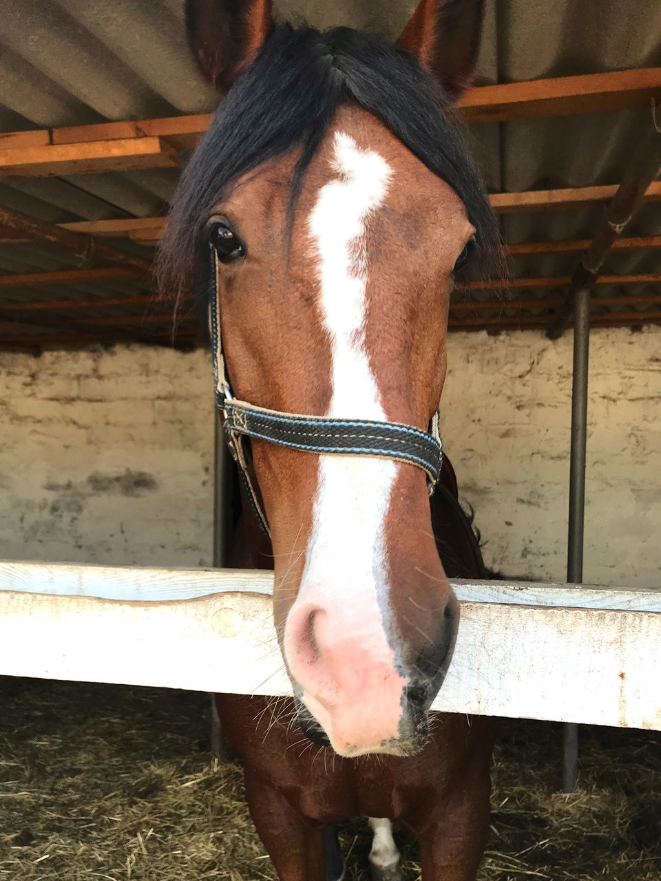 horse, animal, animal themes, mammal, domestic animals, livestock, halter, pet, animal wildlife, one animal, mane, bridle, herbivorous, brown, mare, day, farm, stable, working animal, standing, animal body part, rein, stallion, no people, nature, outdoors, animal head, animal pen, agriculture, horse tack, close-up, ranch