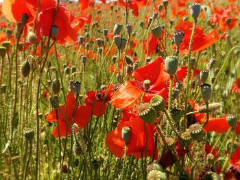 Close-up of red poppy flowers blooming on field