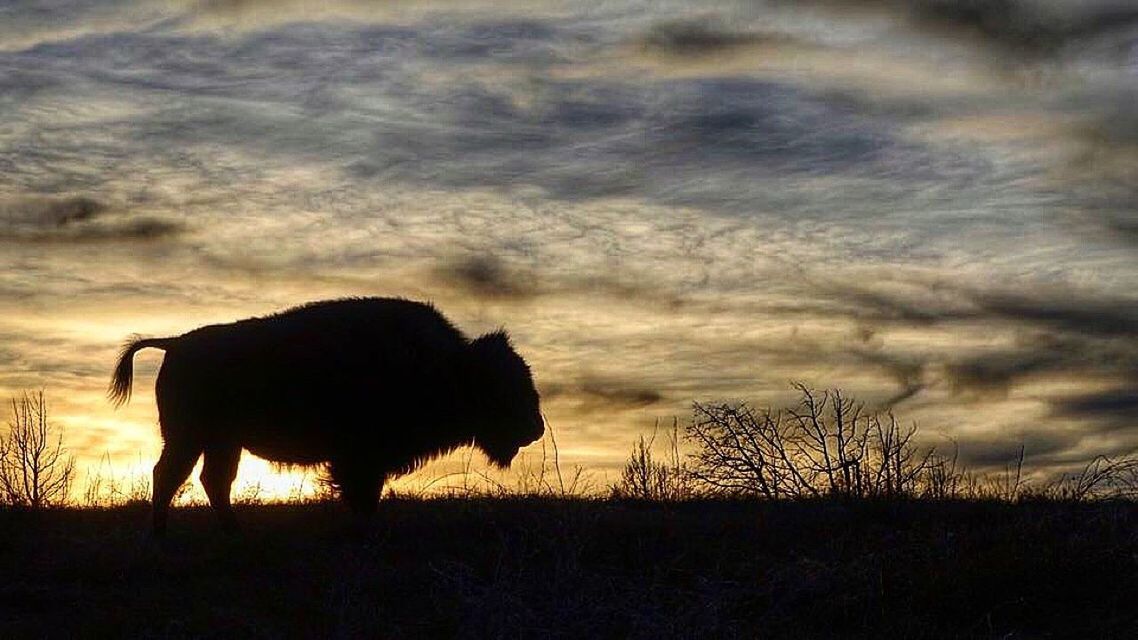 animal themes, domestic animals, field, mammal, sky, one animal, cloud - sky, sunset, grass, landscape, silhouette, horse, standing, cloudy, livestock, cloud, nature, tranquil scene, tranquility, grassy