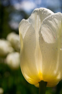 Close-up of yellow flowering plant