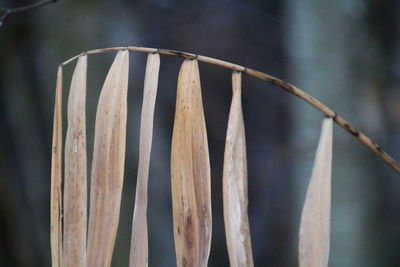 Close-up of rusty metal fence