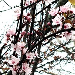 Low angle view of pink flowers on tree