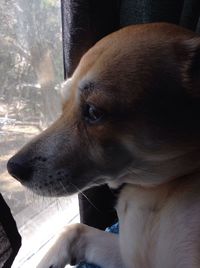 Close-up of dog looking away