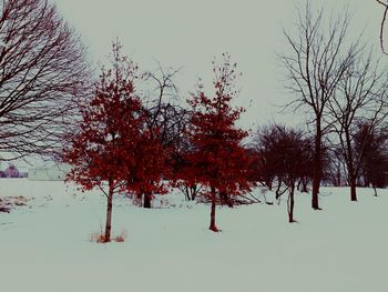 Low angle view of bare trees against sky