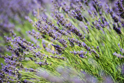 Close-up of purple flowering plants on field