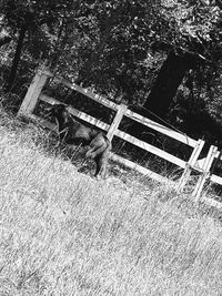 View of dog relaxing on field