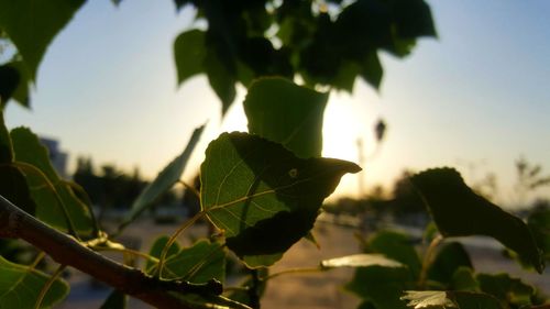 Close-up of fresh green leaves against sky