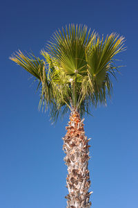 Low angle view of palm tree against clear blue sky