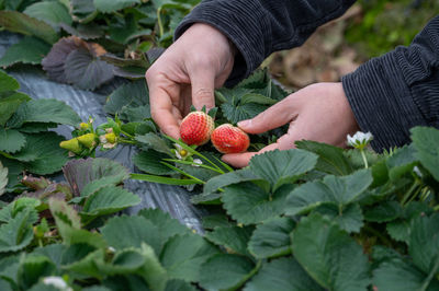 Cropped hand of woman holding strawberries