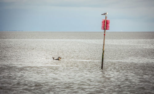 View of birds on sea against sky