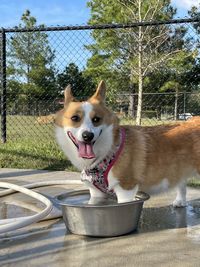 Corgi dog standing in water bowl