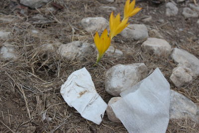 High angle view of crocus on field