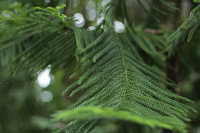 Pine tree upclose