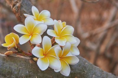 Close-up of frangipani growing on tree