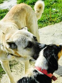 Dog looking away