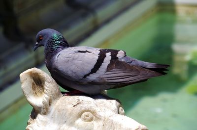 Close-up of bird perching outdoors