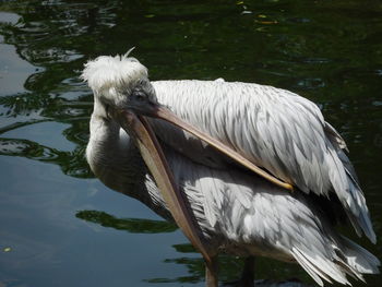 Close-up of pelican in lake