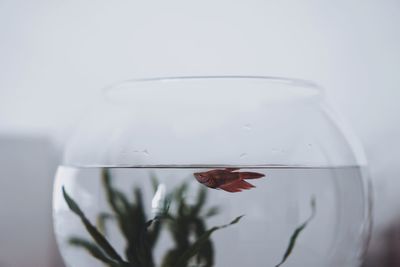 Close-up of fish swimming in bowl