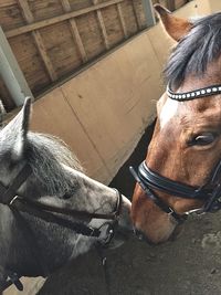 Close-up of horse in stable