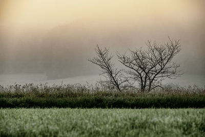 Bare tree on field against sky