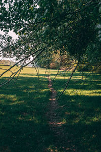 Trees on field