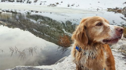 Close-up of wet dog