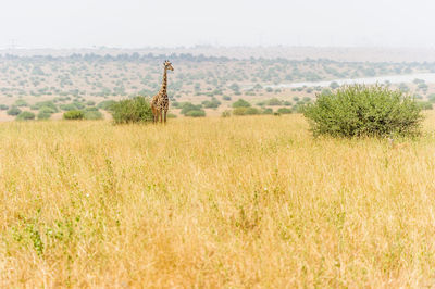 Scenic view of giraffe on grassland