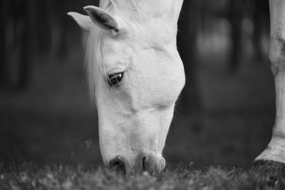 Close-up of a horse