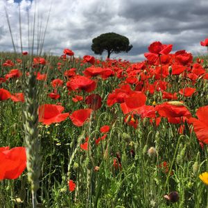 Close-up of poppy flowers blooming in field