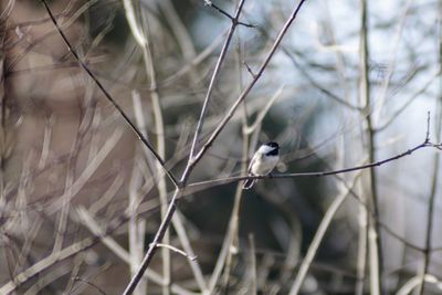 Close-up of bird perching on branch