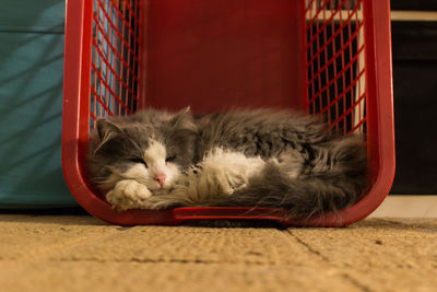 Close-up of cat resting in plastic basket at home