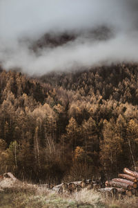 Scenic view of forest against sky