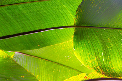 Close-up of green leaf