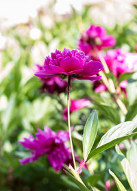 Close-up of pink flowering plant