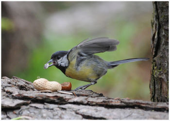 Close-up of bird perching on tree trunk