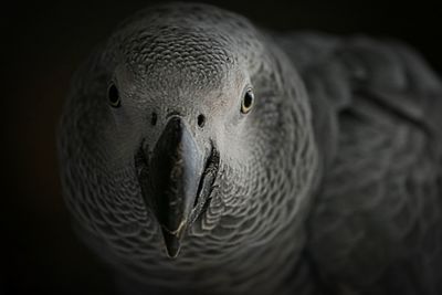 Close-up portrait of a bird
