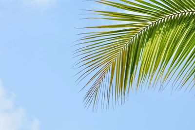 Low angle view of palm tree against blue sky