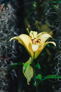 Close-up of yellow crocus blooming outdoors